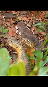 #animals #tiktok #fyp #wildanimals #animals #foryou #snake 7326020205354700074cc | Babi Sanoja | Facebook