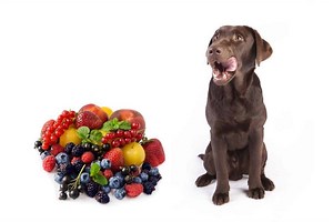What Fruits Can Labradors Eat? 29 Dog-Friendly Fruits - World of Dogz