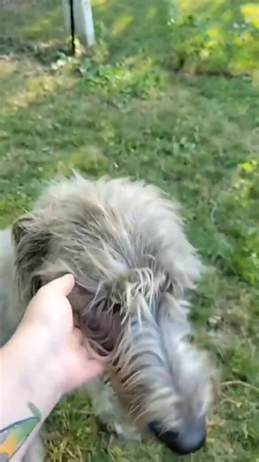 "Made of fur, fueled by love" | Irish Wolfhound Family