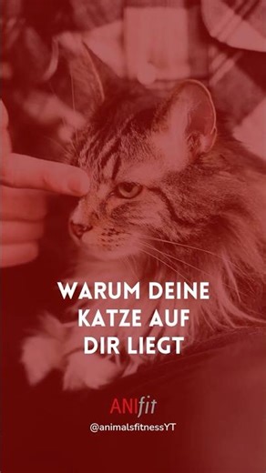 Wenn deine Katze auf dir schläft
