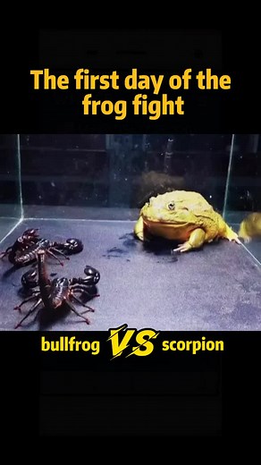 #animal #bullfrog are you scared?