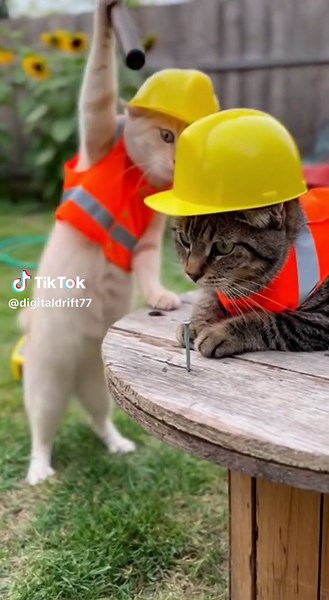 Funny Cat Fails: Hilarious Teamwork Gone Wrong