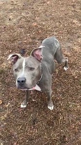 23 reactions · 41 shares | ATTN NY/NJ Pittie Lovers!  please...