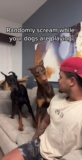 Wait for it 😂💀 #fyp#suavexavier#knox | dogs