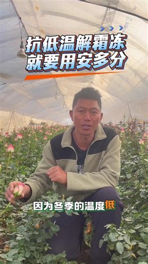 #玫瑰低温抗冻 #安多分 安多分是一款非常好的抗冻解霜冻的神器，用了你就知道他到底有多么的好！