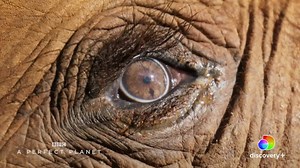 7.1K views · 3.9K reactions | Narrated by Sir David Attenborough, new series A Perfect Planet shows how weather, ocean, currents, volcanoes, and solar energy all contribute to Earth’s diversity. Watch this and more from the greatest collection of BBC natural history programs now streaming on discovery+. Available in US only. | Seeker by The Verge | Facebook