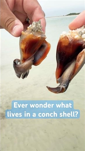 Wild Florida Fighting Conchs Coming Out of Their Shells and Put Back into the Gulf Waters