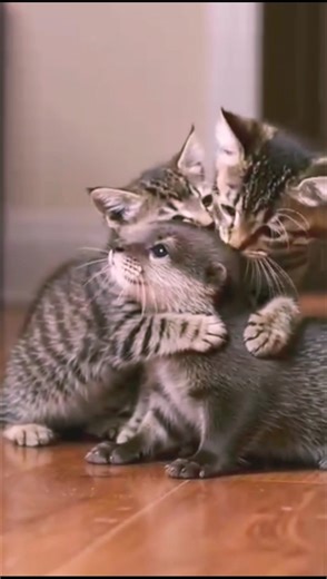 Kucing Kecil Sayang Musang#kucingsayang#cat#catlovers#cutecats#funnycats#shorts