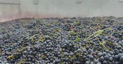 San Joaquin County farmer sees grapes get dumped when delivered to local winery
