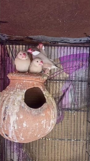 Fawn Java pair with chicks