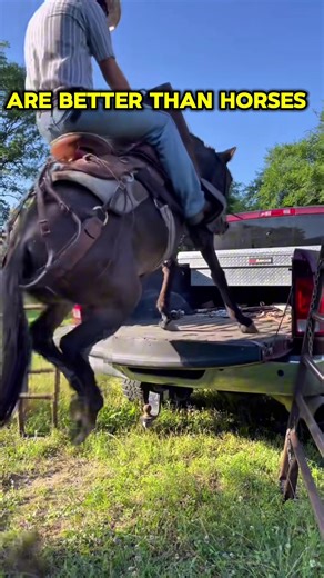 Mule vs Horse: Which is the Better Choice?