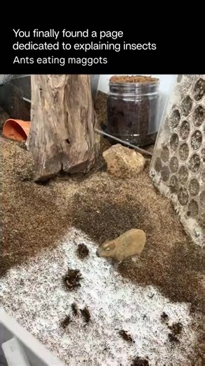 Explaining Insects 🦋 on Instagram: "Ants eat maggots so fast because they work as a team. When one ant finds a maggot, it releases a chemical signal that quickly attracts others. Within minutes, dozens of ants surround it, each biting and pulling small pieces away. Maggots have soft bodies and little defense, which makes them easy for ants to break down. Instead of one ant trying to eat it alone, the colony dismantles it together and carries the food back to the nest, making the process incredi