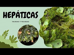 Mini video sobre hepáticas (diferenciación de hepáticas talosas y foliosas).
