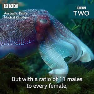103K views · 296 reactions | With 11 males for every female, fights amongst these mating cuttlefish are inevitable.  | BBC Two | Facebook