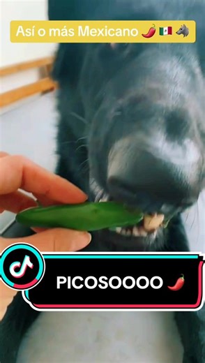 El Calupoh: El Verdadero Perro Lobo de México