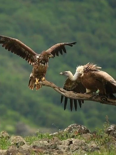 California Condor vs Eagle – Epic Battle for the Branch! 🦅🐦 #CaliforniaCondor #EagleVsCondor