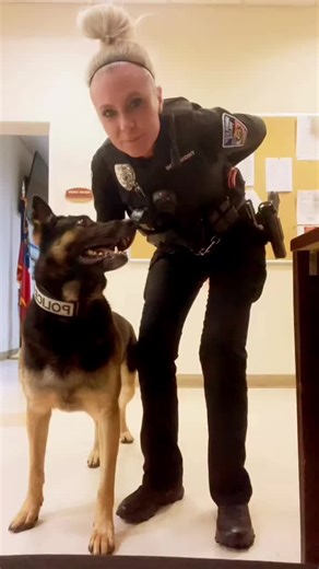 Reposts are the greatest memories #k9officer #femalek9handler #k9handlers #k9life #k9softiktok