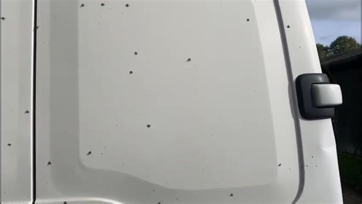 'It's like a horror film': Residents’ lives disrupted as winter fly swarms plague Firsby homes | Skegness Standard