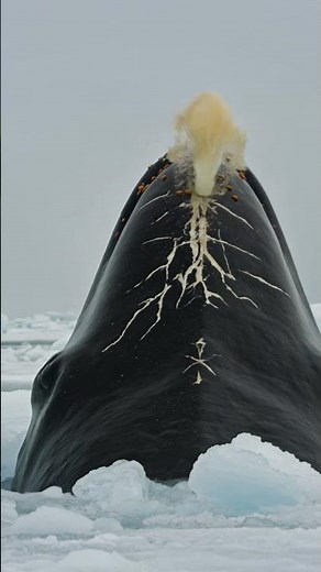 The Ice-Breaker of the North: Anatomy of the Bowhead Whale