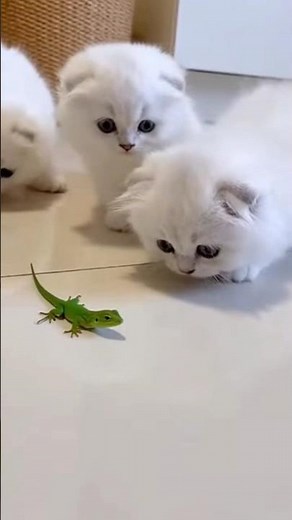 Kittens vs. Lizard: The Shock of a Lifetime!