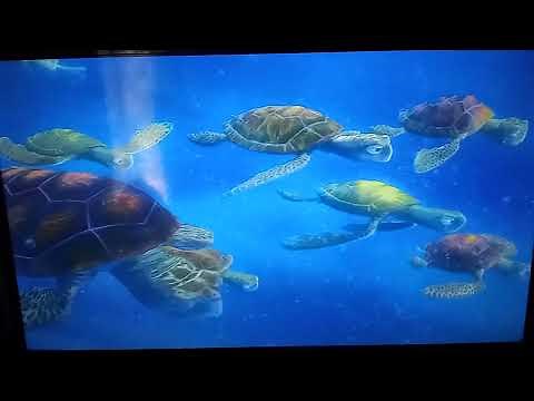 Finding Nemo Marlin Meets Crush