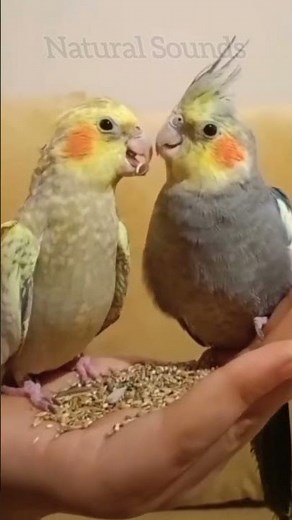 🐦 Cockatiel Chirping & Whistling – Relaxing Bird Sounds for Pet Lovers & ASMR 🎶