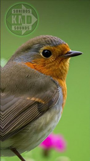 SONIDO DE PETIRROJO – SONIDO DE ANIMALES – Efecto Sonoro