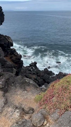 Witnessing, Galapagos Shores, Responsible Travel South America from María P. 🌊