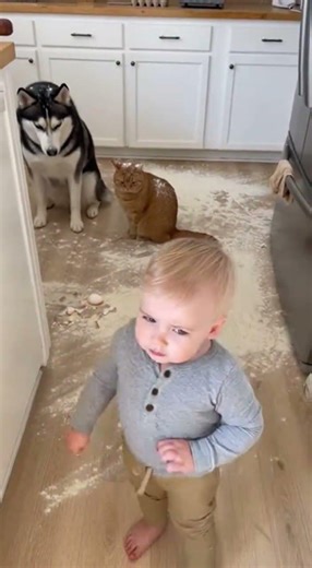🤣🐱 Messy Kitchen, Guilty Pets, Baby Takes Charge Like a Boss #funny #shortsviral #cutebaby