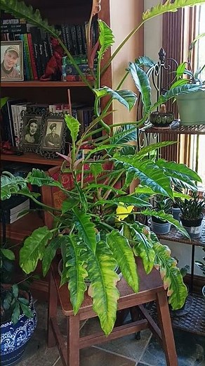 How to Care for Ring of Fire Philodendron growth guide #plant #gardening #plants #tutorial