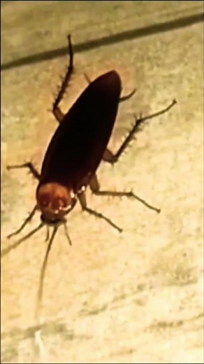 Explore Nature Now EDUCATIONAL Nature Documentary Cockroach Cucaracha Blattodea #explorenaturenow