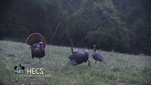 Awesome Testimonial from our very own Bill Epeards #hecshunting #hcs #hecsstealthscreen #outdoors #bowhunting | HECS