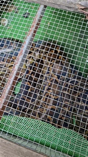 Con trăng 20kg nè cô, chú #countryside #python