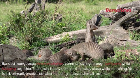 Inside the wild world of the banded mongoose
