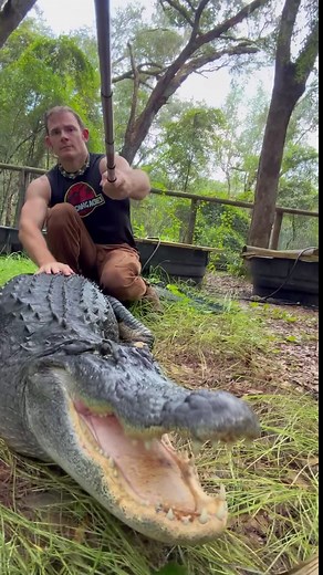 How old is Big Mac? We actually do not know!! There’s no way to accurately tell his age! ~~~Our rescue gators are wild caught nuisance gators that would’ve otherwise been destroyed. The state of Florida destroys 8,000 “nuisance” gators annually, but we don’t have a nuisance gators problem but rather a nuisance HUMAN problem. 1k people a day move to FL, unsustainably developing the land, and a lot of ignorant people making a nuisance out of themselves. NEVER feed a wild gator, never have kids or