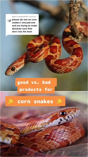 Replying to @daddyelfo05 hope this helps! I also have a corn snake care guide, along with a lot of other reptile information on my linktree (in my bio) • • #reptile #reptiles #reptilesoftiktok #snake #snakes #snakesoftiktok #cornsnake #cornsnakes #cornsnakesoftiktok #fyp #reptilecare