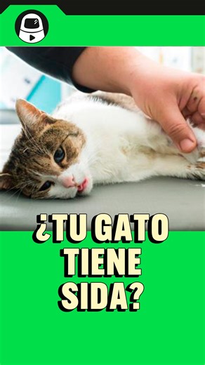 ¿Qué es el sida felino, cómo se contagia y cómo se puede tratar? Responde Patricia Flores, la @dramittens #marcosifuentes #LaEncerrona #gatos | La Encerrona