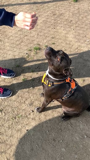 6.4K views · 268 reactions | NOLA (1158438) *30 DAY DOG* Nola was...