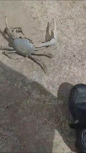 How to Catch & Cook Land Crabs in Jamaica! 🦀🔥🇯🇲 #jamaicareallife #jamaica