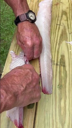 Cleaning and filleting catfish getting ready for a fish fry