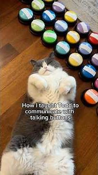 Teaching Todd to communicate with talking buttons #cat #talkingcat #viral