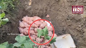 6.5K views · 66 reactions | Another Big Bust of Rotten Chicken 520 kgs in lasjan Srinagar - Owner Admits that He Supplies top Hotels and Restaurants | The News Intercept | Facebook