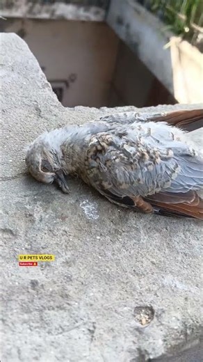 dove birds baby expired 😔 🐦