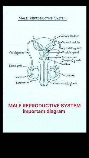 Male Reproductive System Diagram | Nursing Anatomy