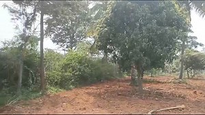 Property id 3195 15 acre farm land for sale in Kankapura - Ramangara district 11 acre patta land 4 acre P number 2 borewell 1 owner house 1 labour house 1 sheep shed Tarr road approach Flat land Single boundary Fully fenced Price -50 laks per acre Negotiable Cal/ whstapp -9535431839 | GREEN Realtors