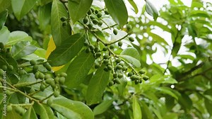 Vibrant green Prunus laurocerasus or Cherry laurel berries glistening in the summer sun close up