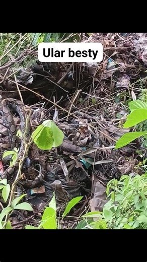 Tie ruen ulah no besty..embe olek dtg endk bni vidio wik..#fyp #ularbesar | Aini Aini