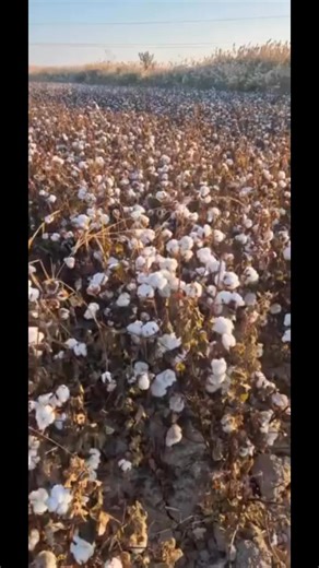 Ibrokhim Abdurakhmonov on Reels