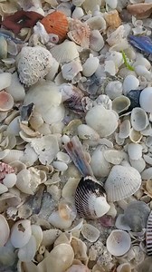 148K views · 2.1K reactions | A beautiful pick amongst such a variety of shells, just imagine how many more there are to collect!**#shelling #seashell #shell #shoreline #colors #naturesbeauty #shellcollection #shellcollecting #beachcomber #sharersandseekers #oceanphotography #oceanview #oceanlife #marcoisland #naplesflorida Video taken by Valued Customer @theseashellmermaid | Reel Kind Fishing and Tours | Facebook