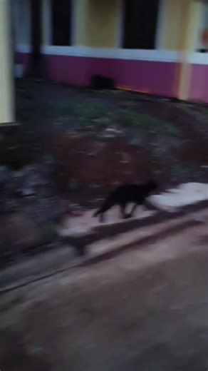 My clingy black cat chasing me. This happens everytime she sees me going outside to buy stuff from the nearest store. Disclaimer: my neighbors knows her, shes vsccinated, neutered and got anti rabies shots. I let her roam since she get stressed when I lock her inside 🥺